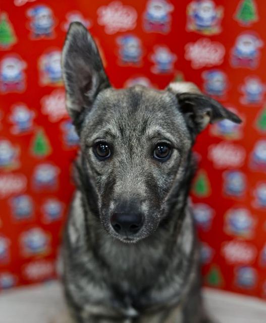 Элиза Щенятник